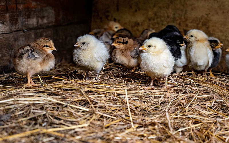 Poussins vaccinés Kinshasa